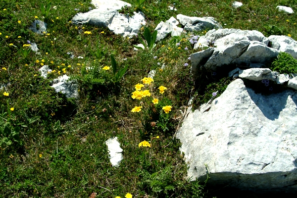 Linum capitatum / Lino capitato